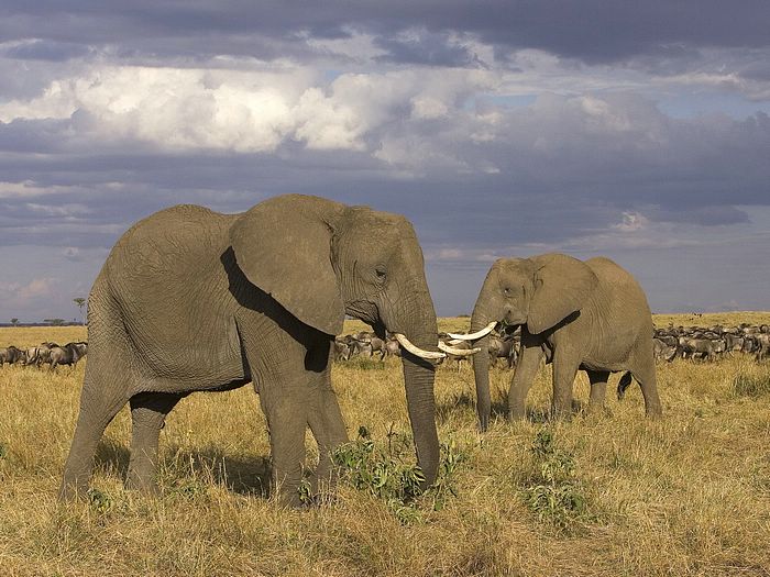 Amboseli 2 Days 1 night package