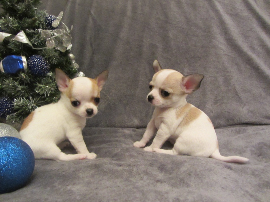 Smooth Coated Chihuahua Puppies by Jones