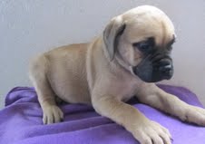 We are offering our English Bull Mastiff Puppies