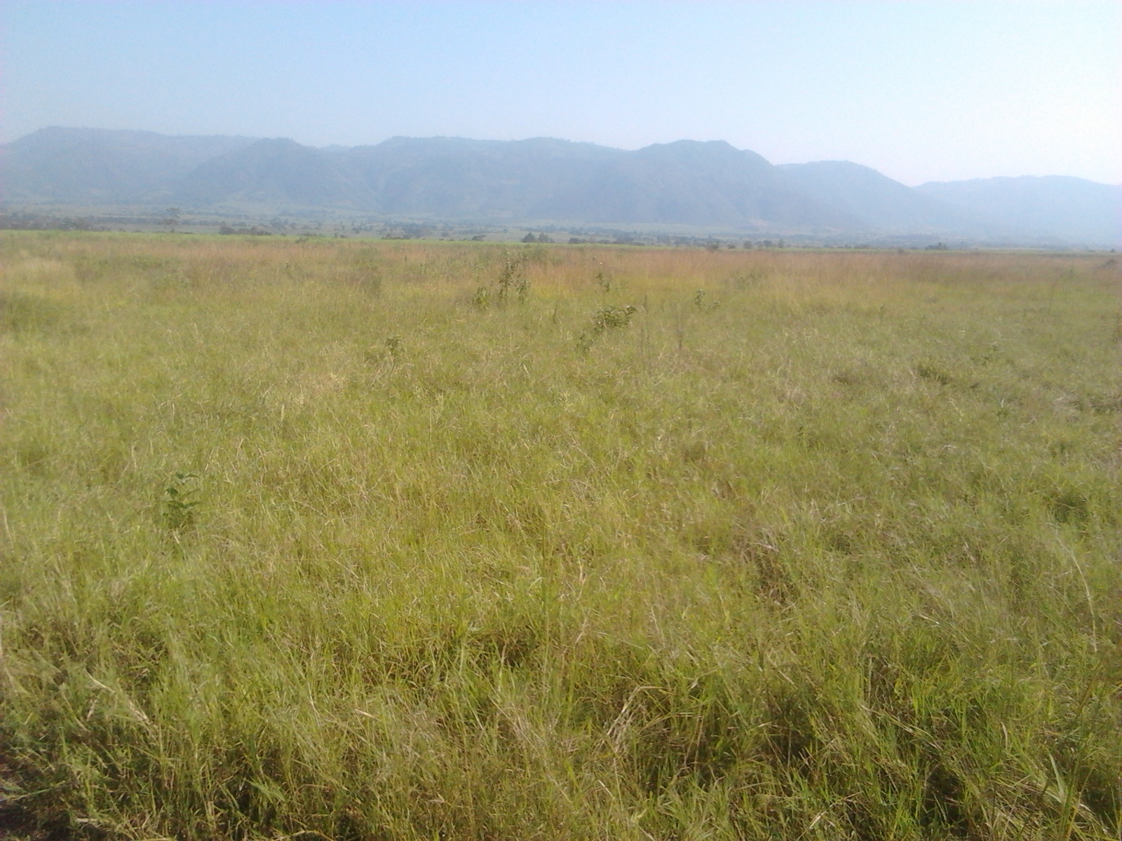 250 Acres Prime Land Chemelil Kisumu