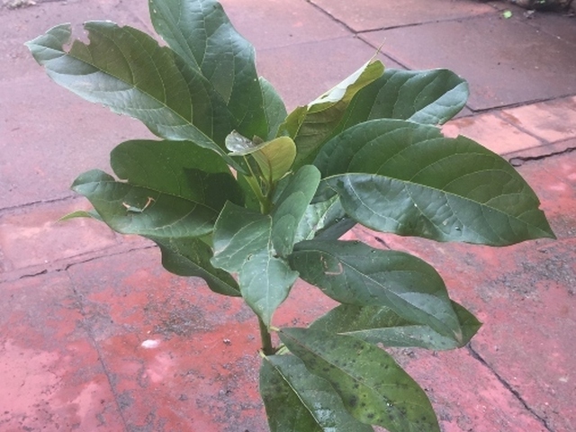 SALE of IMPORTED FRUIT TREE SEEDLINGS different sizes