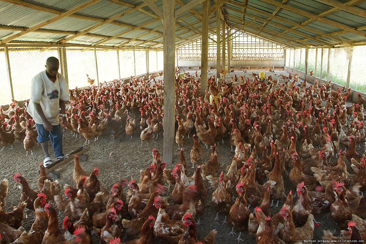 Poultry Rearing Business