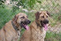 Pet Rearing and Selling