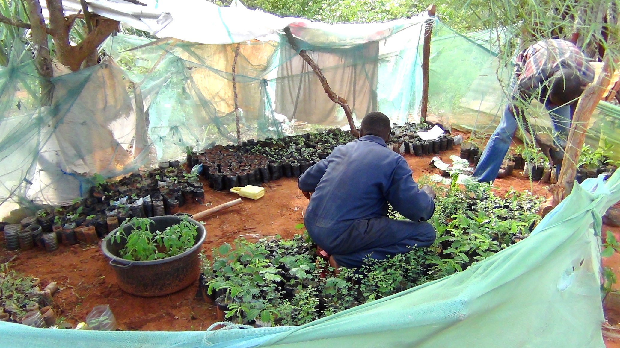 Sale of Tree Seedlings