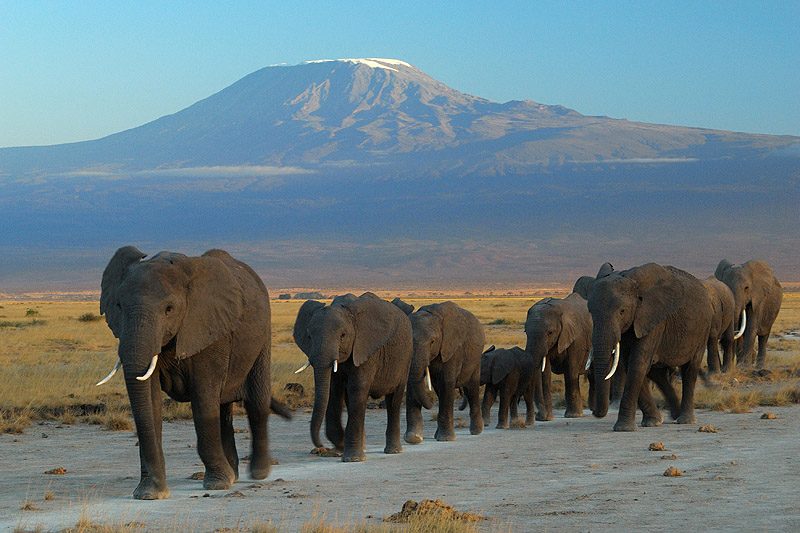 Nairobi Kilimanjaro One (1) Day Trips
