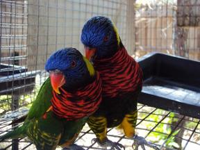two Rainbow Lorikeets needs a home