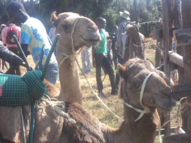 The 26th Maralal International Camel Derby - 14-16 Aug, 2015"