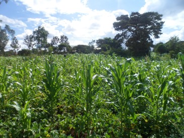 Titled plot for sale in Gatiiguru off the Thika - Garissa highway.