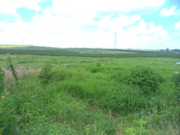 Commercial 50x80 Titled Plot