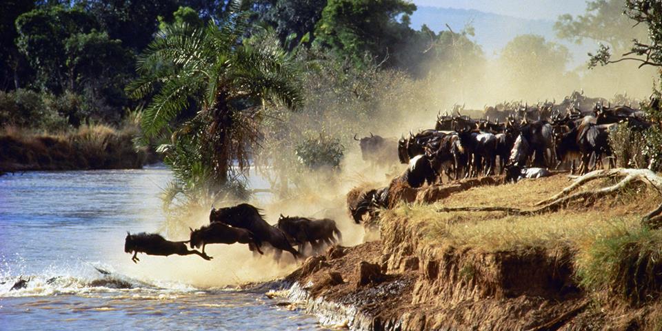 Jamhuri Holiday Safari To Masai Mara Camping Adventure 2 Nights 3 Days 11th - 13th December 2015
