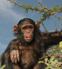 Jamuhuri Day Safari to Sweetwaters / Olpejeta Conservancy 12th December 2015