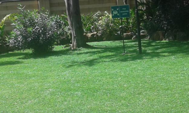 Zimbabwe grass in Kenya