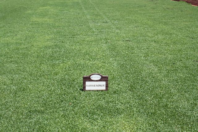 paspalum grass at Florascape stores