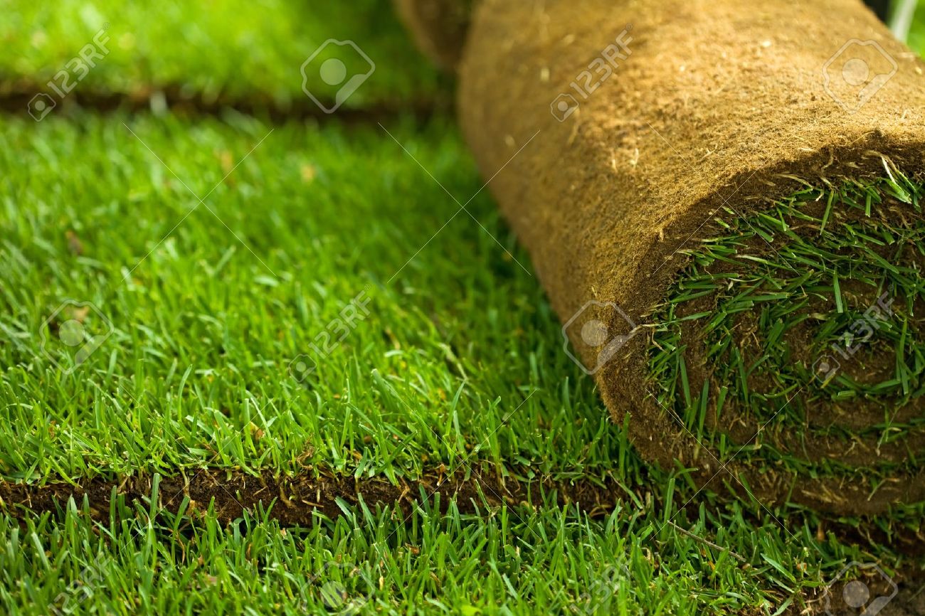 kikuyu grass carpet At Florascape stores