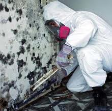 mould removal &amp; control services At   Florascape Kenya
