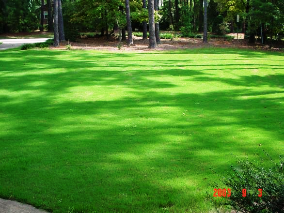 Arabian grass At Florascape stores