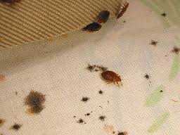 Wacklet Pest control / Bed bugs Cockroaches Fumigation Services