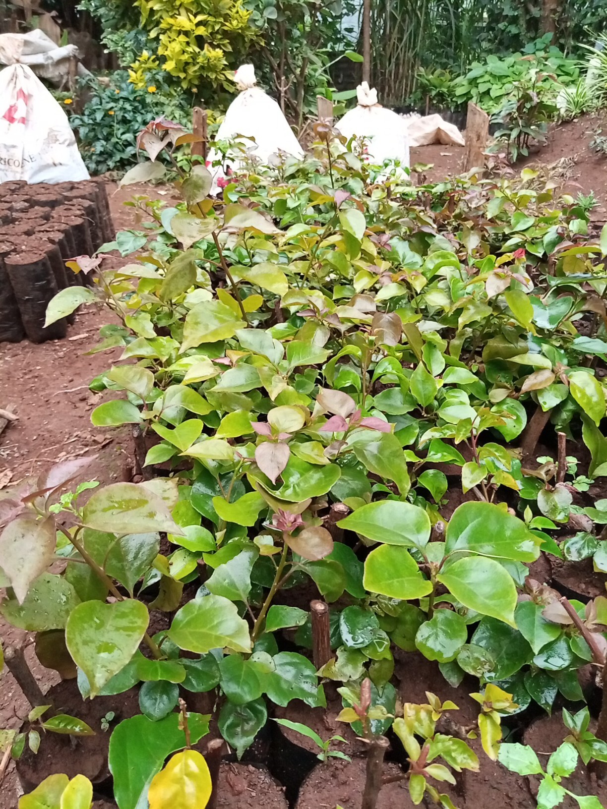 Bougainvillea Hedge Seedlings