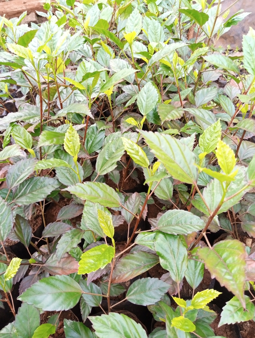 Red Hibiscus Seedlings
