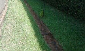 paspalum broad leaves and coarse leaves at Florascape Kenya