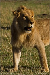 Kenya Masai Mara group Safari deals