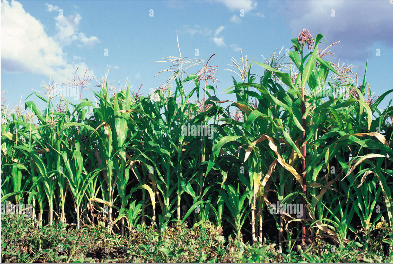 WAWERUS MAIZE AND BEANS SELLER