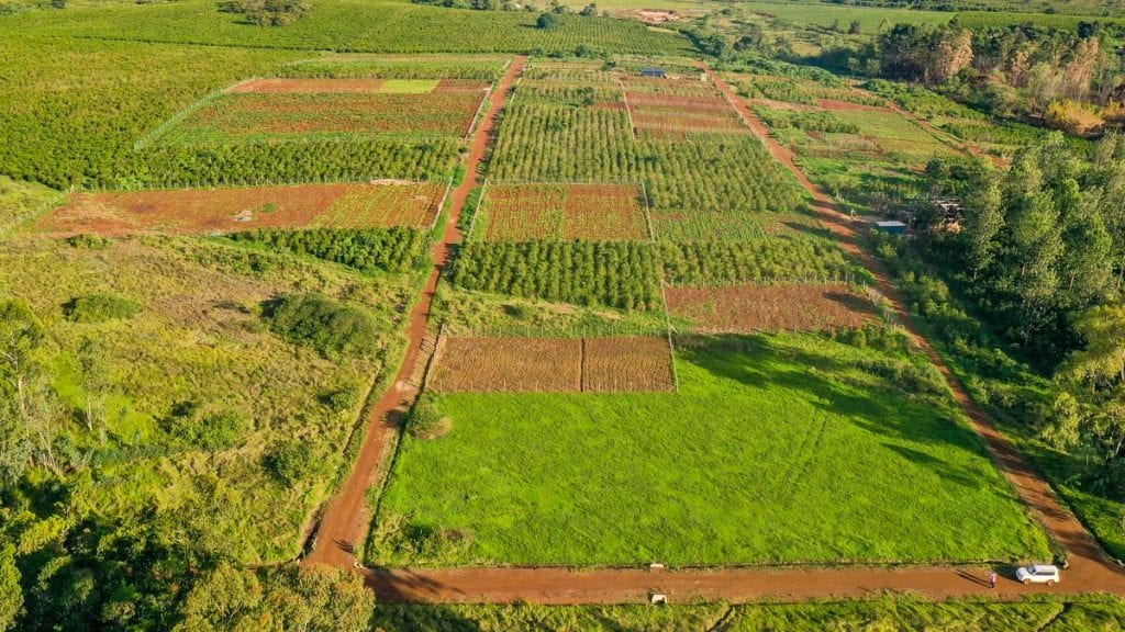 Own Your Piece of Kenya’s Green Gold