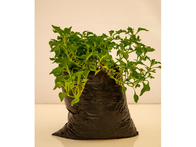 Garden and Landscaping Plants