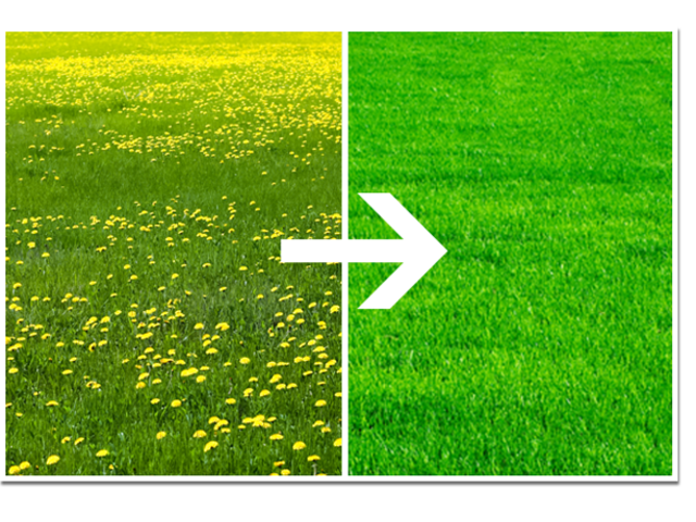 Weed control services in kenya