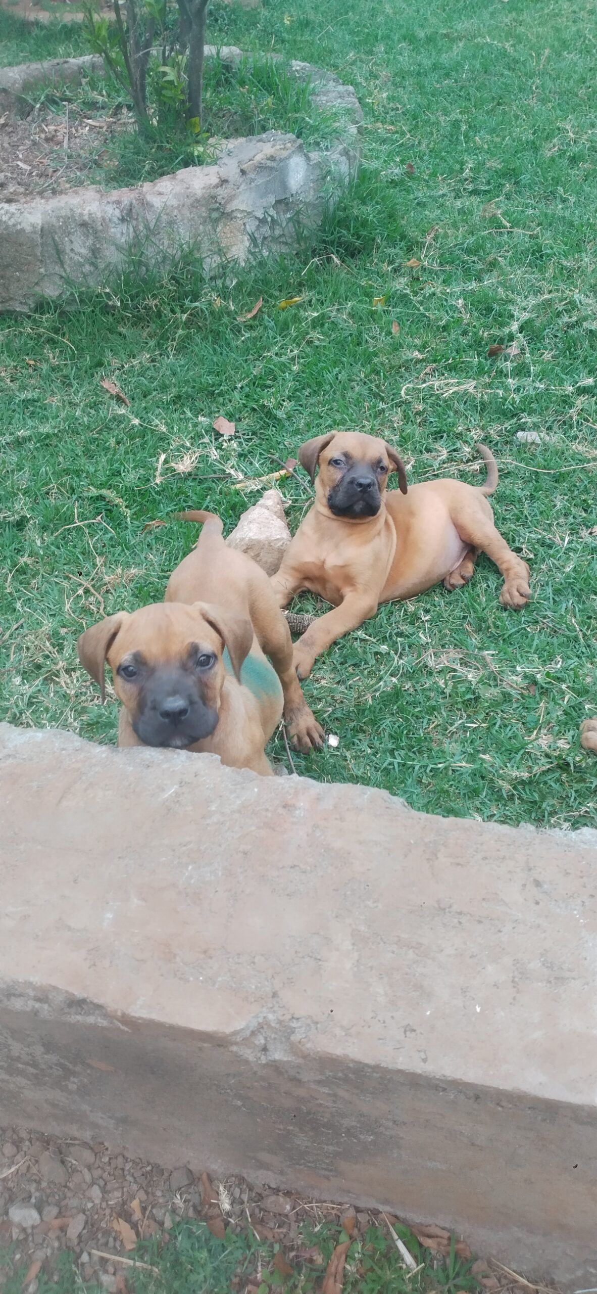 Boerbel puppies ready for rehoming