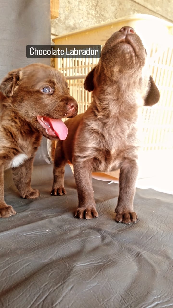 Labrador retriever puppies