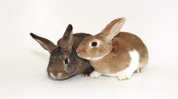 Rabbits