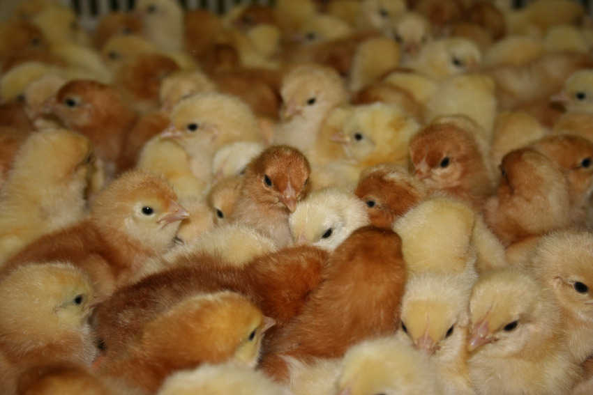 1day old chicks (Poultry for sale)