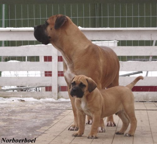 Boerboel 6months Puppy on sale