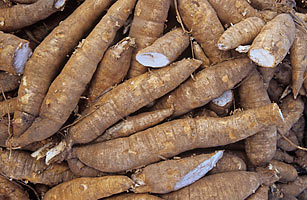 Cassava Root supply needed for our Cassava based products