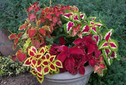 Coleus Flower Plant