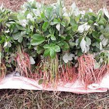 Kienyeji Mboga for Sale