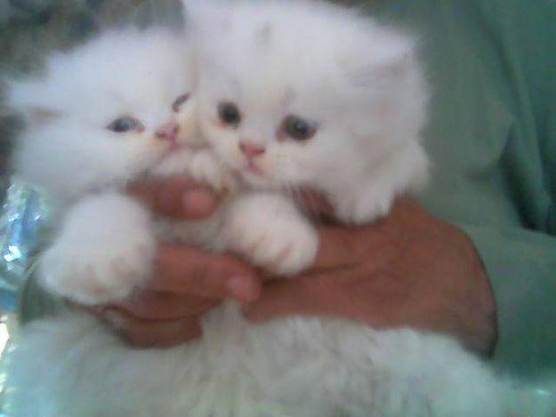 2Persian Kittens for sale