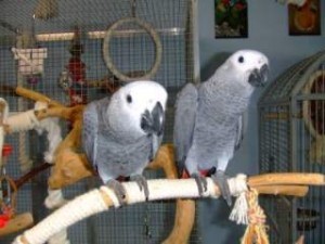 2years Old African Grey Parrots for Sale, Tamed and Adorable