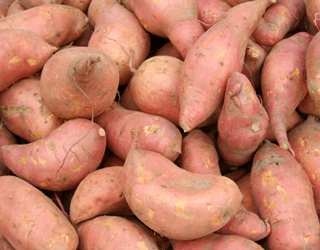 Sweet Potatoes Supply and Plants