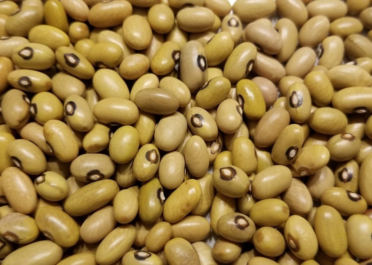 Unleashing the Golden Harvest: Discovering the Allure of Yellow Beans in Kenya