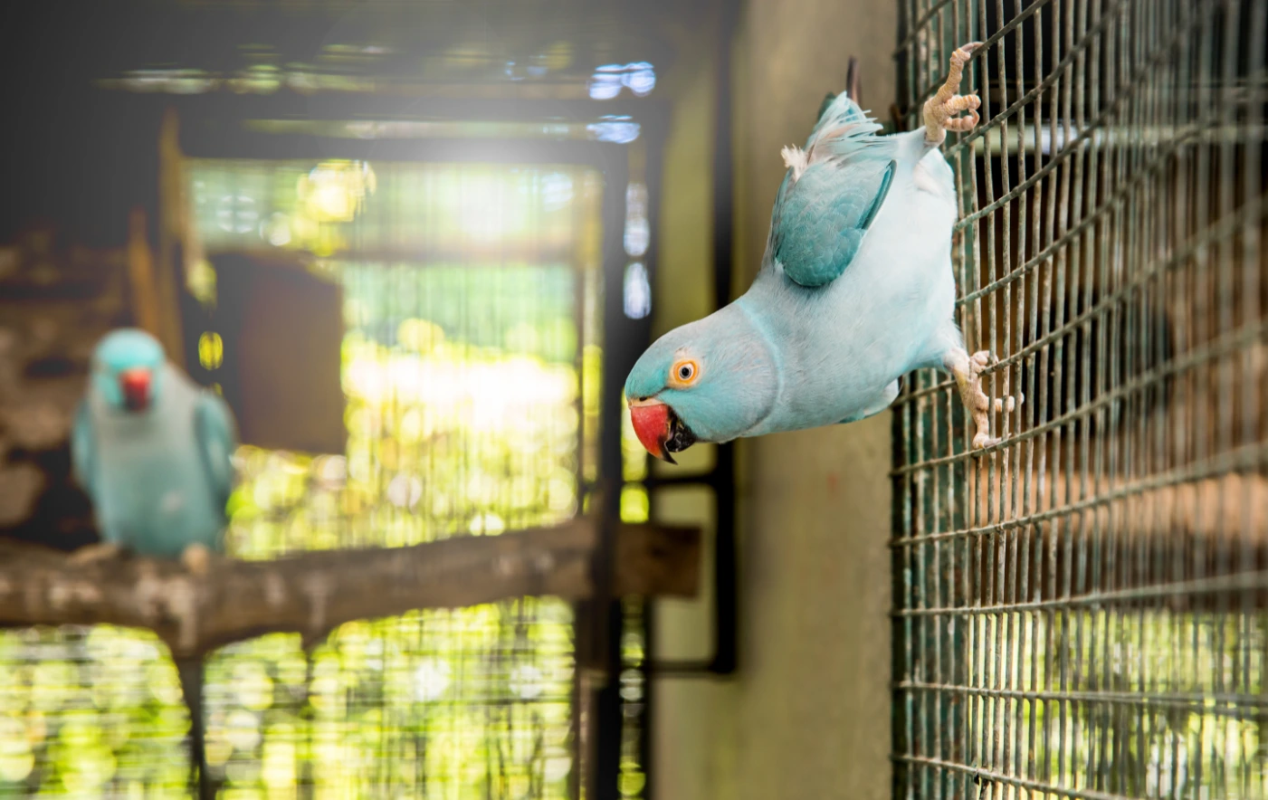 Choosing a Pet Bird That's Right for You