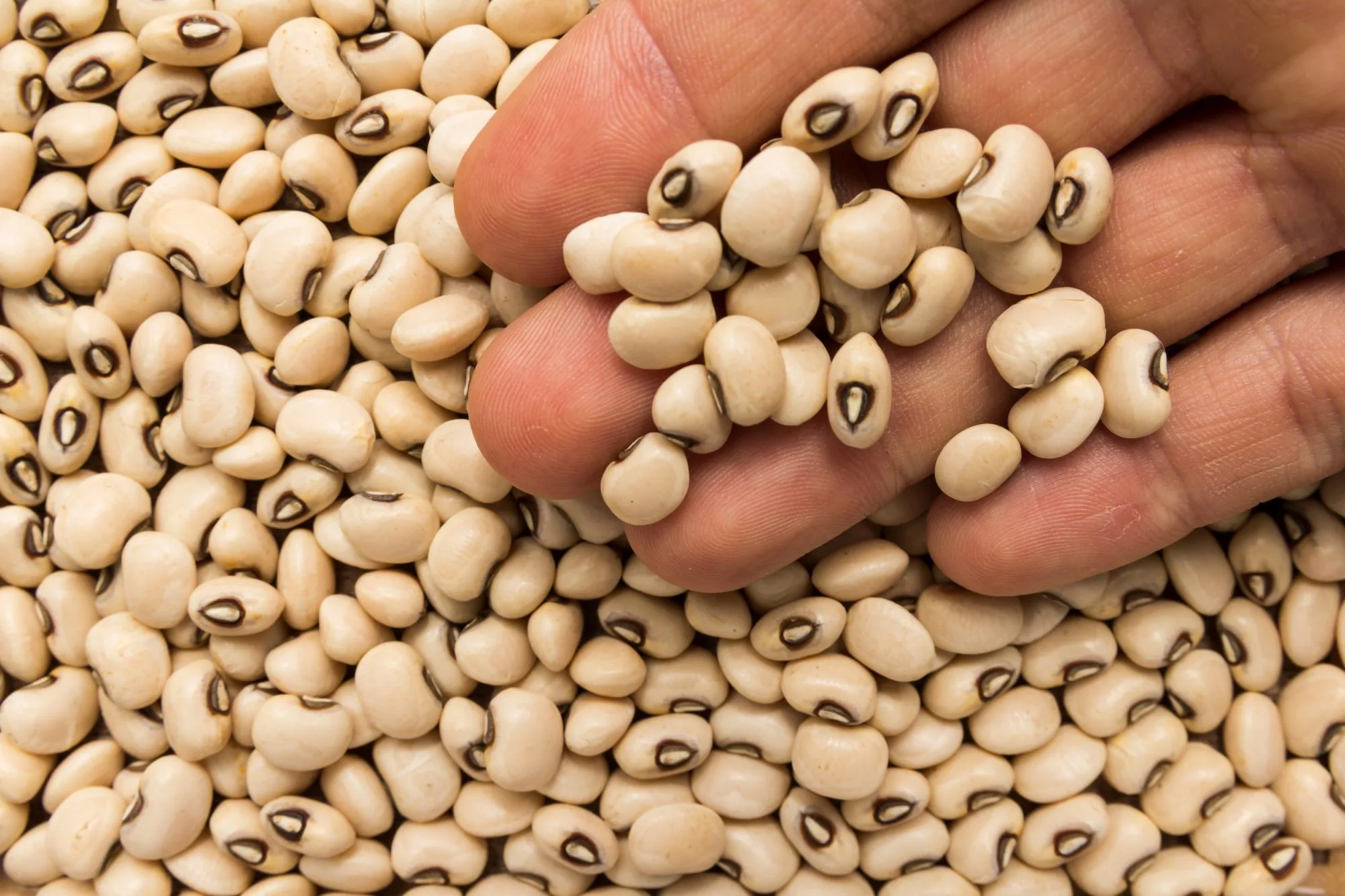 Unveiling the Treasures Within: Exploring the Versatile Kunde Beans (Cowpeas)