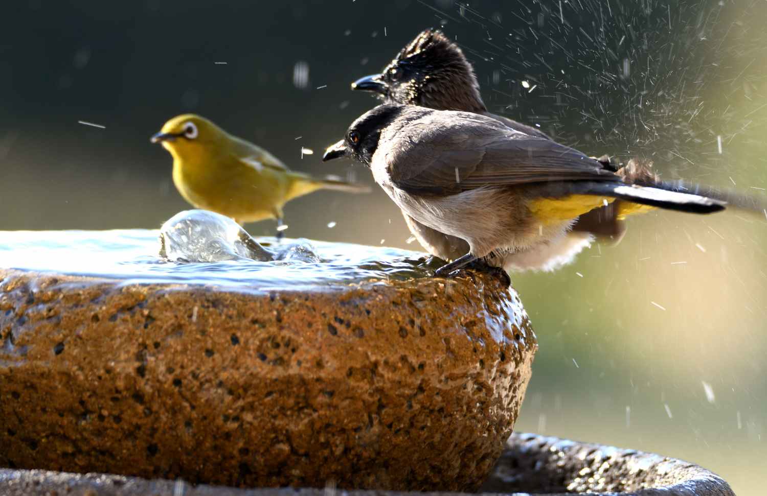 Finding the Right Bird Bath