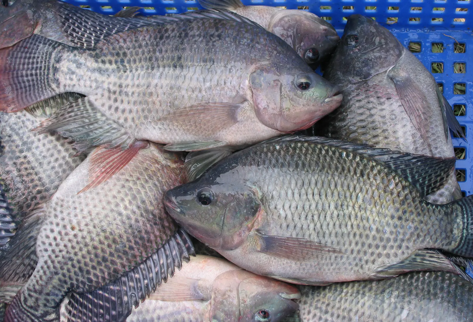 Uncovering the Secrets of Tilapia: Kenya's Aquatic Marvel
