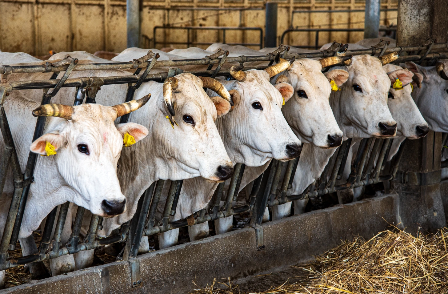 Animal Feed Prices Remain High Despite Duty Waiver Extension, Challenges Persist