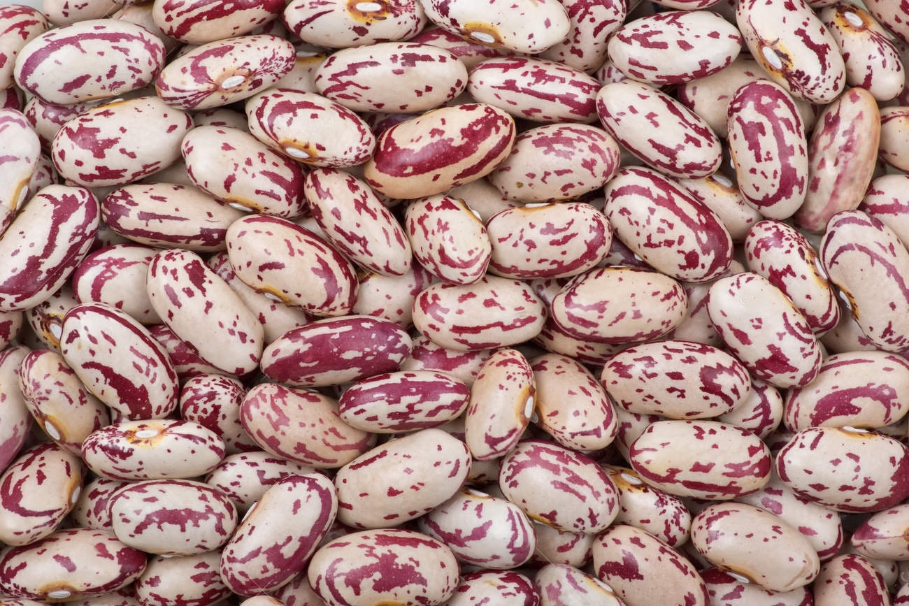 Exploring Rosecoco Beans: Cultivation and Versatile Uses in Kenya