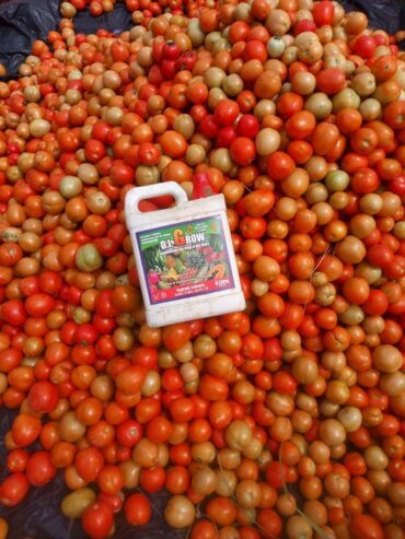 Best Organic Fertilizer