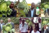 Best Organic Fertilizer