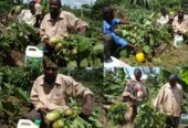 Best Organic Foliar Fertilizer